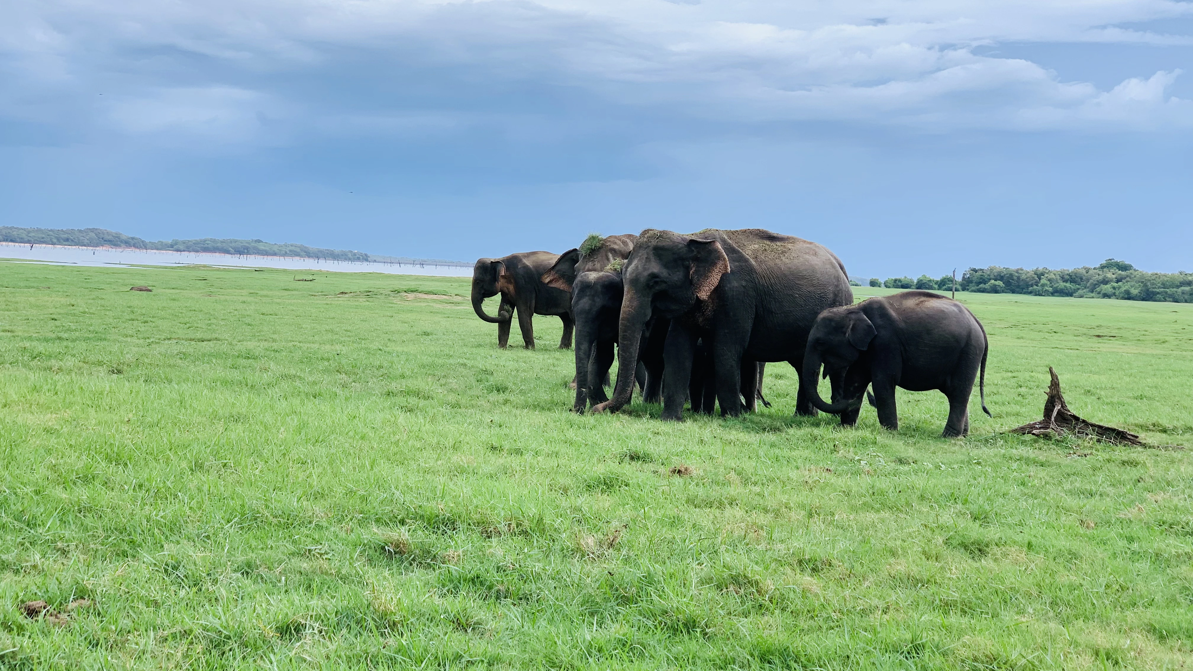 Dambulla Cave Temple