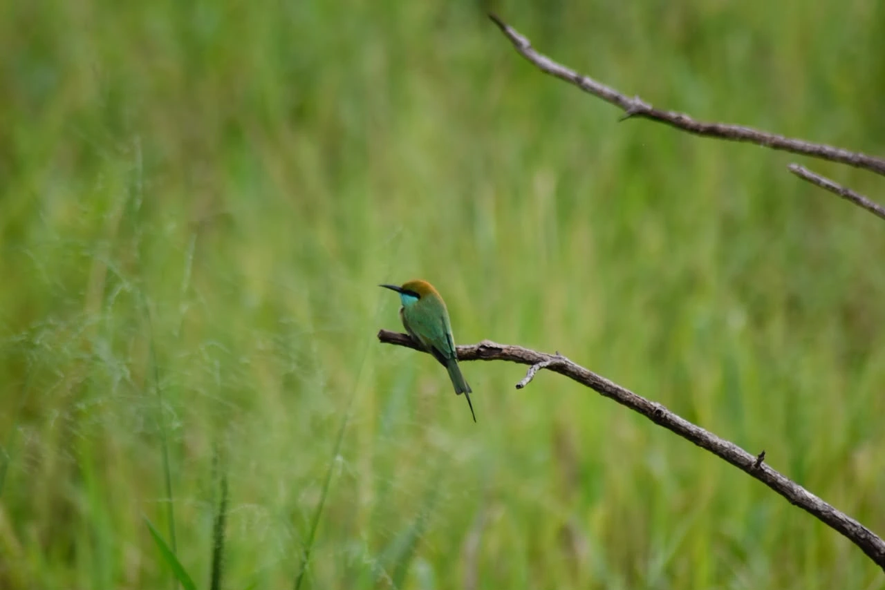 Wildlife at Minneriya National Park
