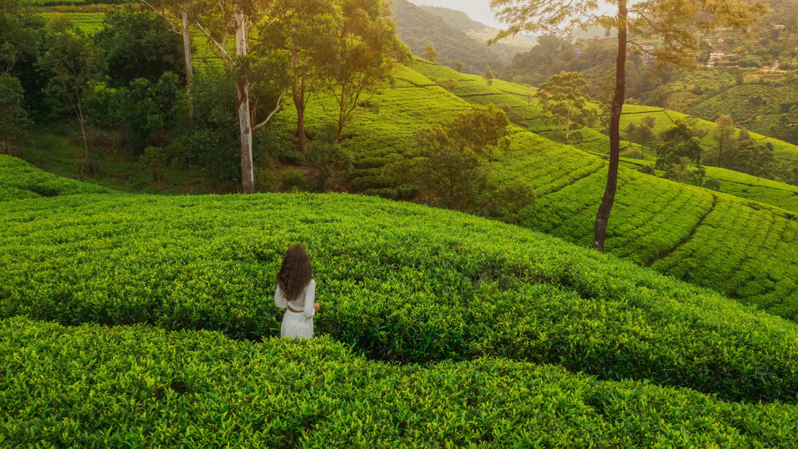 Day 6 – Kandy → Nuwara-Eliya