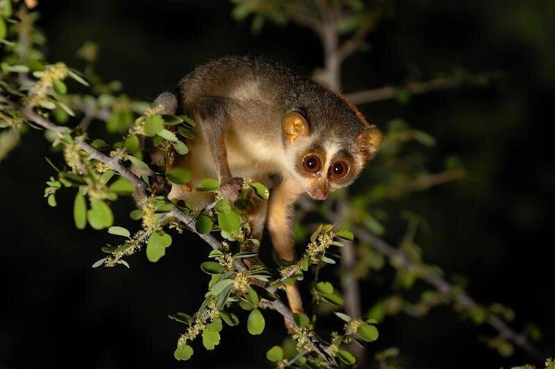 Slender loris in a tree at night near Sigiriya