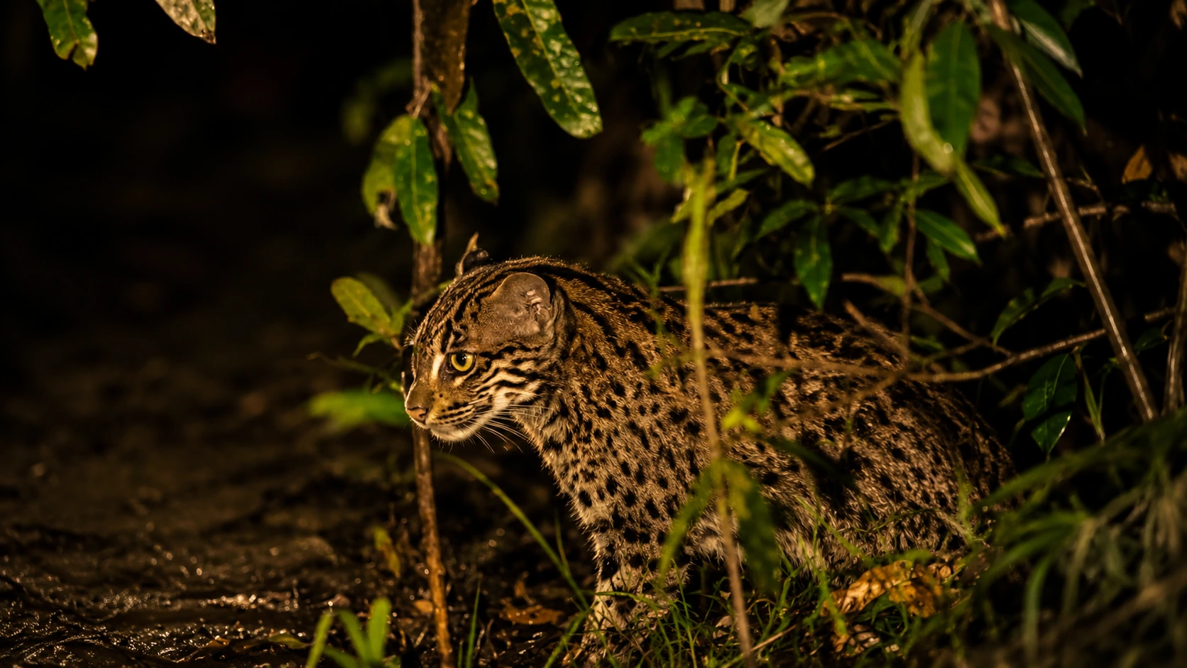 Fishing cat at night in Sri Lanka