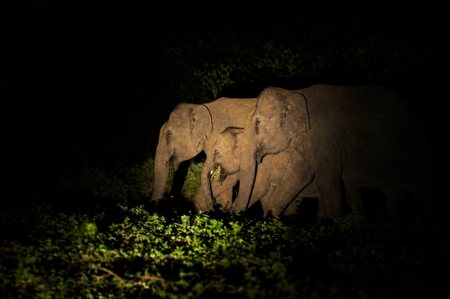 Owl spotted on a Sigiriya night safari
