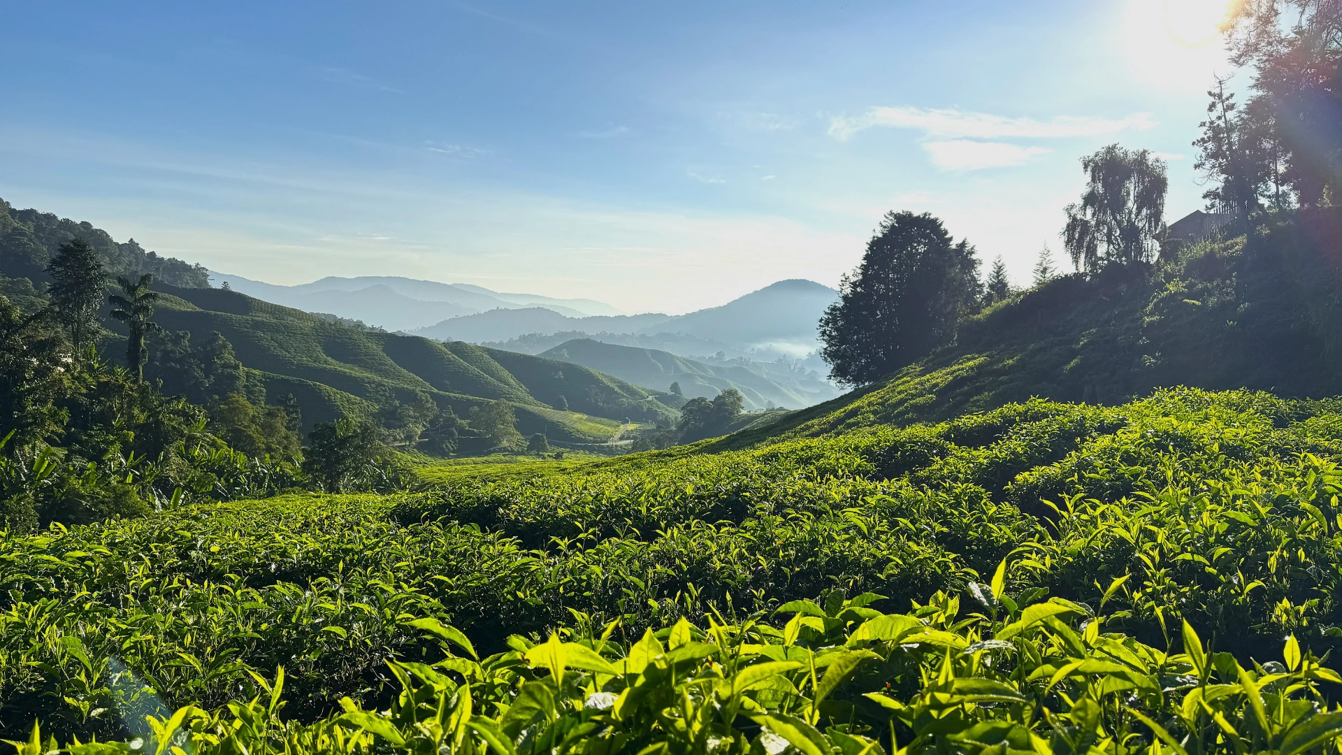 Newburgh tea estate sunrise walk near Ella, Sri Lanka