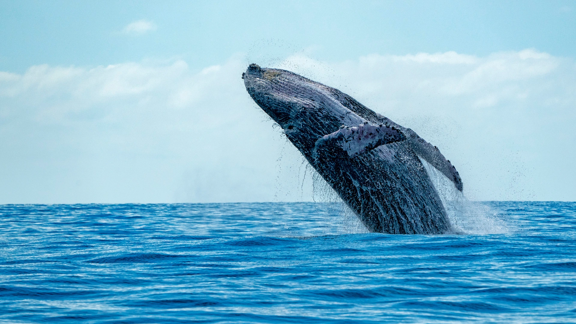 Mirissa Whale Watching: What Nobody Tells You