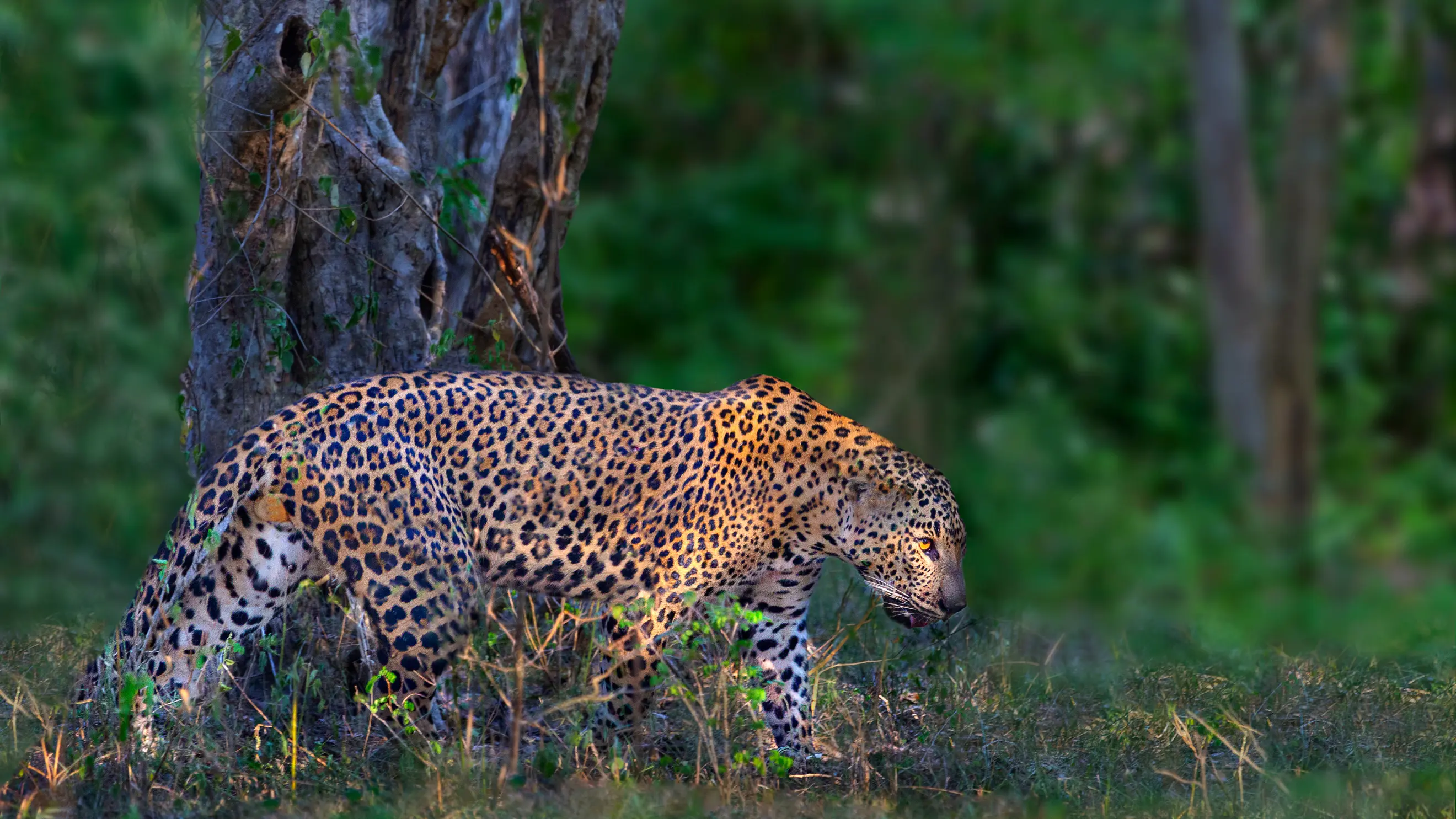Temple of the Tooth Kandy